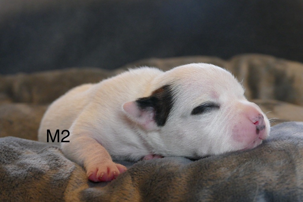 Marvel World Dog - Chiot disponible  - Staffordshire Bull Terrier
