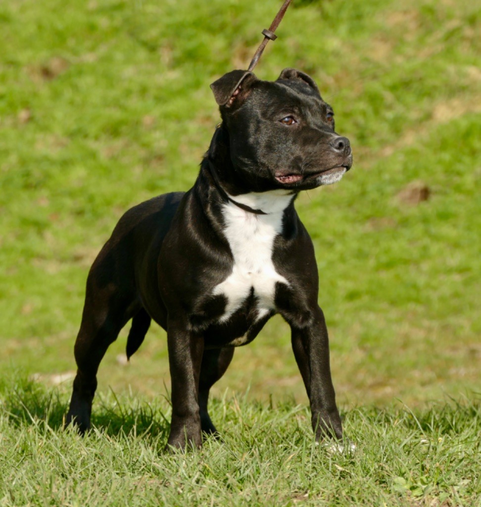 Marvel World Dog Une valkyrie
