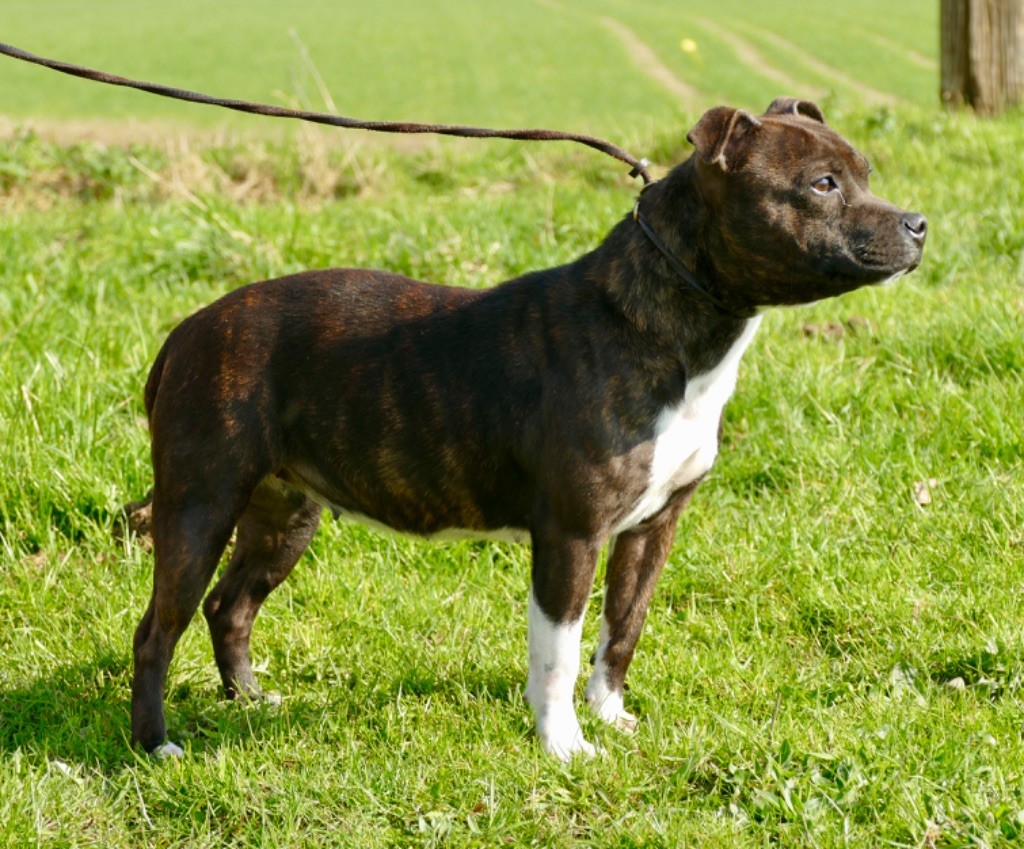 The black panther Marvel World Dog