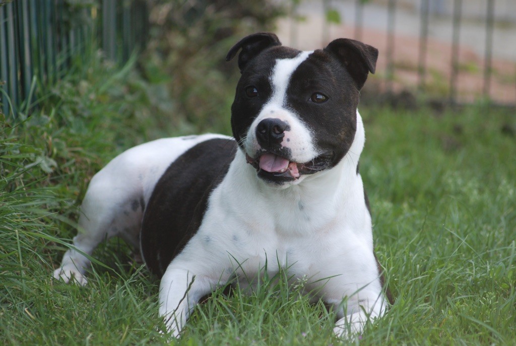 Venom Marvel World Dog