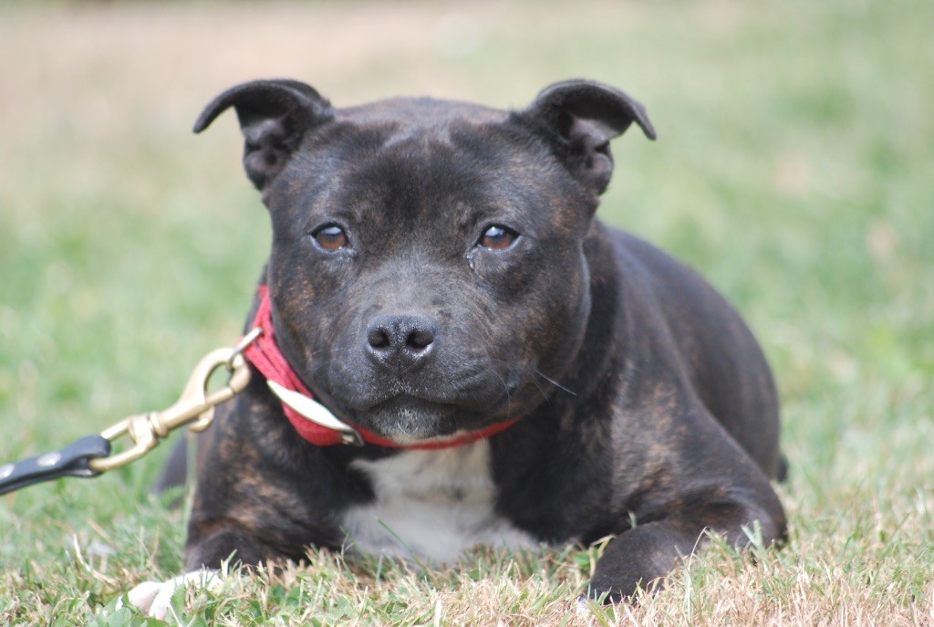 Veuve noire Marvel World Dog