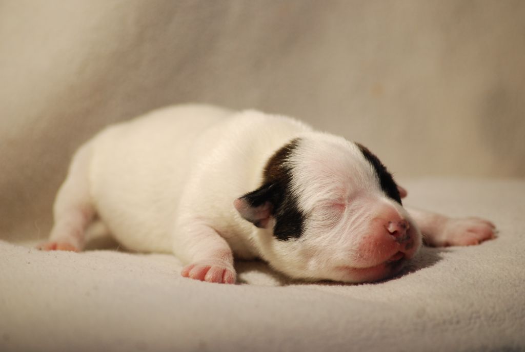 Marvel World Dog - Chiots disponibles - Staffordshire Bull Terrier