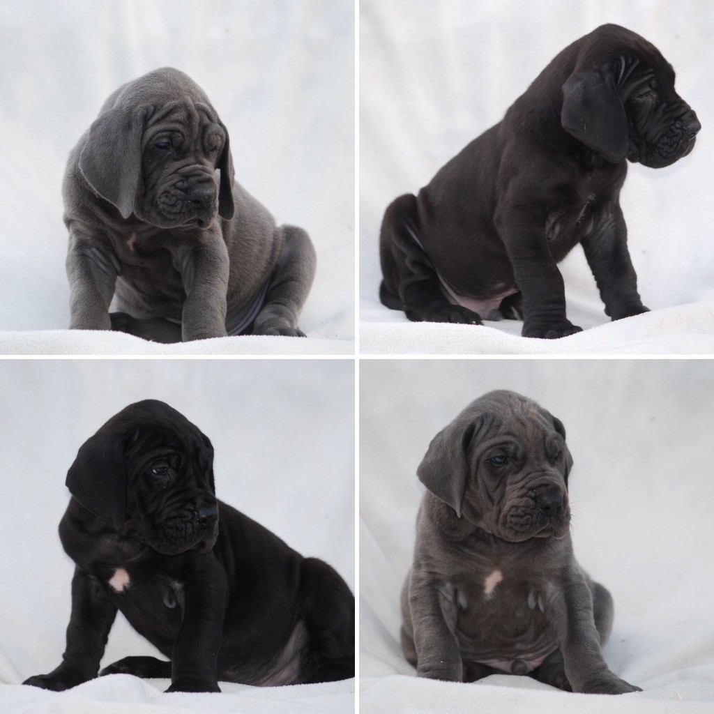 Marvel World Dog - Dogue allemand - Portée née le 10/07/2023
