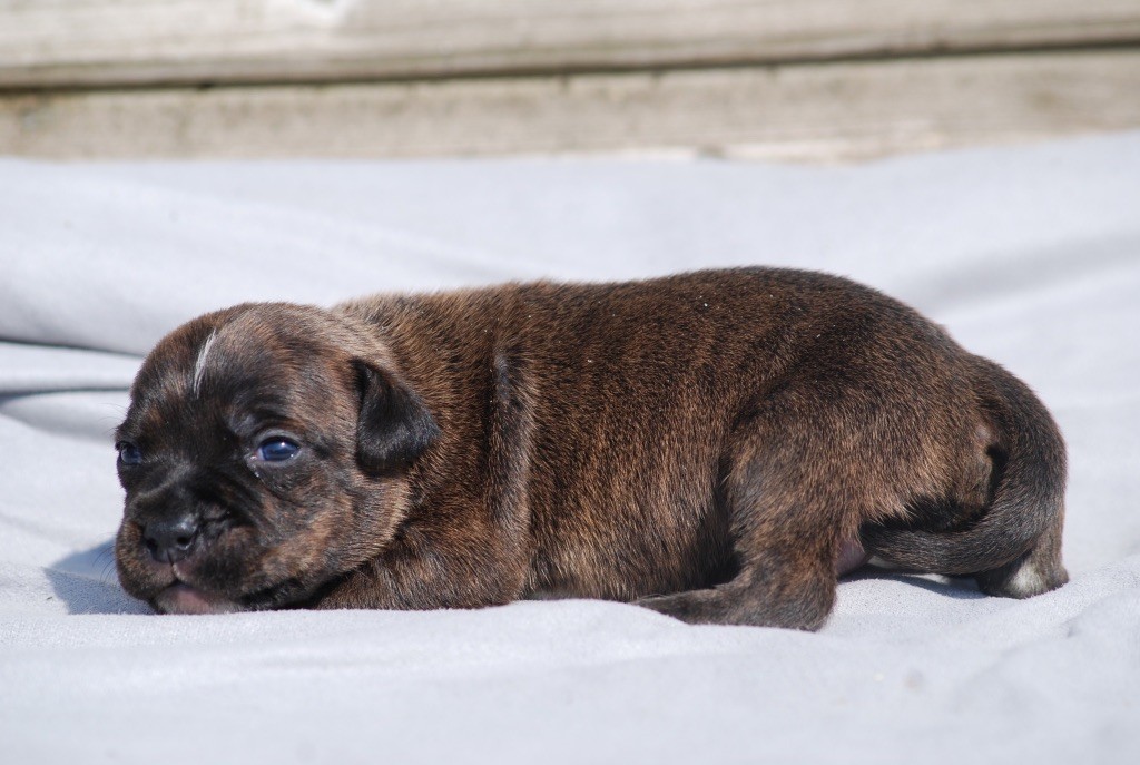 Marvel World Dog - Chiots disponibles - Staffordshire Bull Terrier