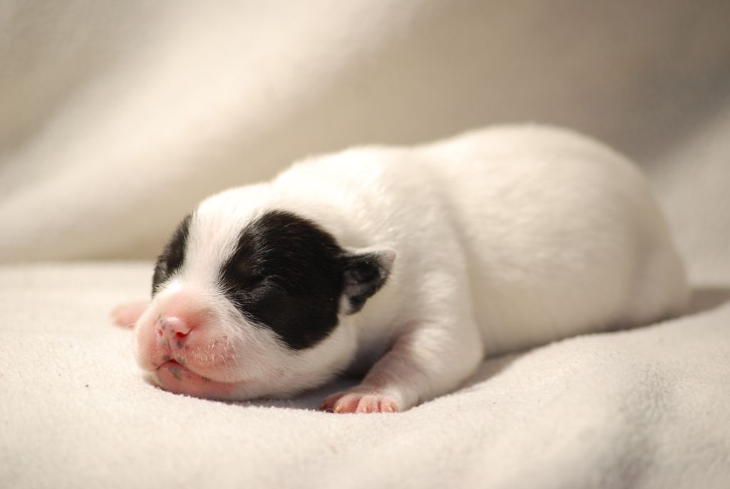 Marvel World Dog - Chiots disponibles - Staffordshire Bull Terrier