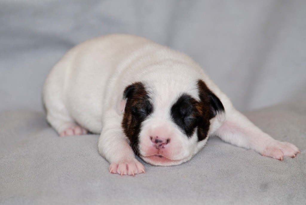Marvel World Dog - Chiots disponibles - Staffordshire Bull Terrier