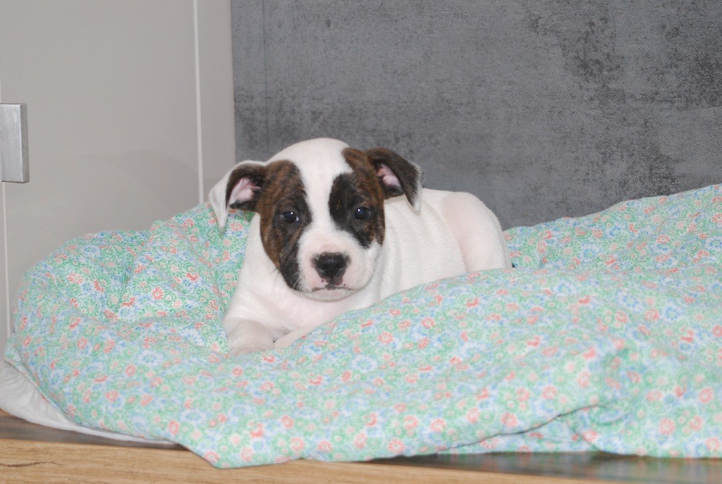 Marvel World Dog - Chiots disponibles - Staffordshire Bull Terrier