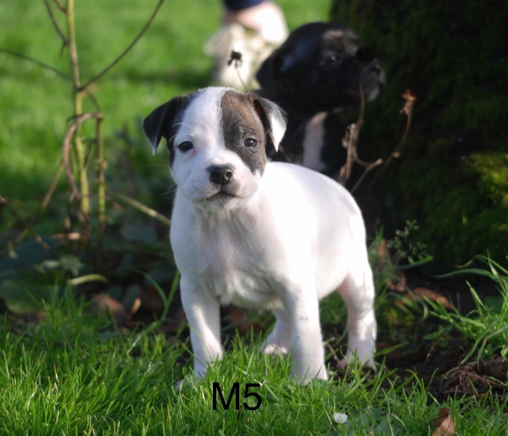 Marvel World Dog - Chiots disponibles - Staffordshire Bull Terrier