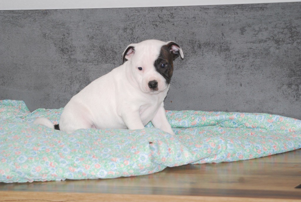 Marvel World Dog - Chiots disponibles - Staffordshire Bull Terrier