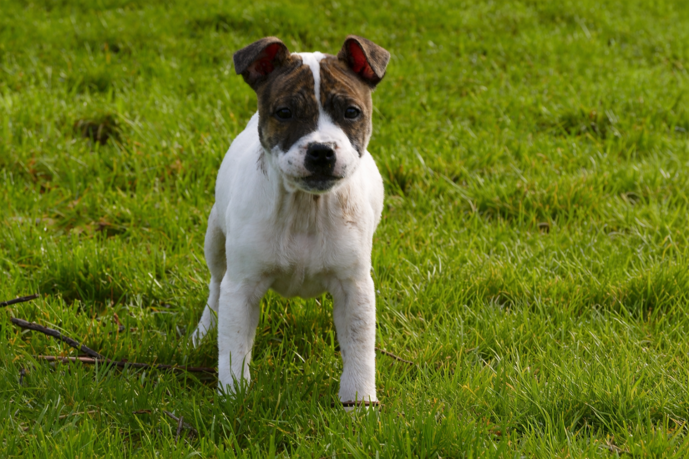 Marvel World Dog - Chiots disponibles - Staffordshire Bull Terrier
