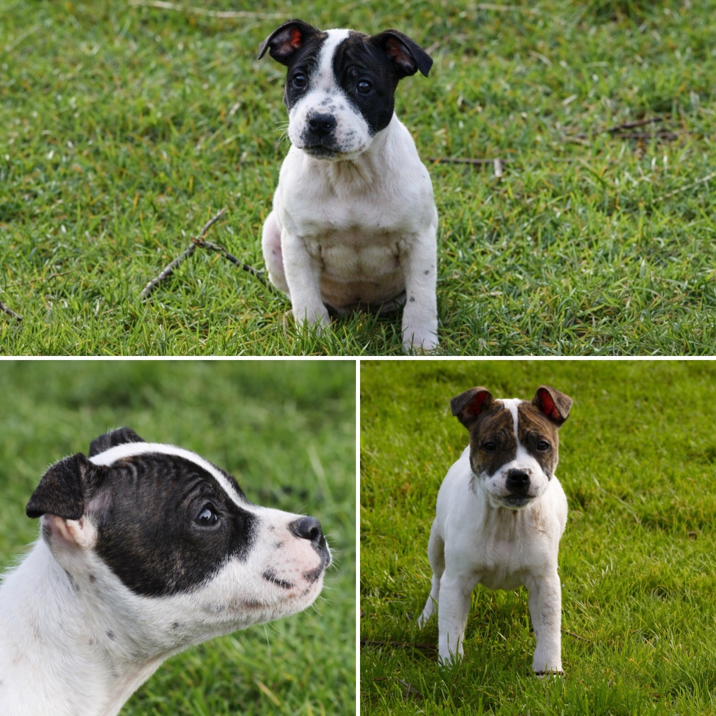 Marvel World Dog - Staffordshire Bull Terrier - Portée née le 07/11/2025