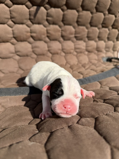 Marvel World Dog - Chiots disponibles - Staffordshire Bull Terrier