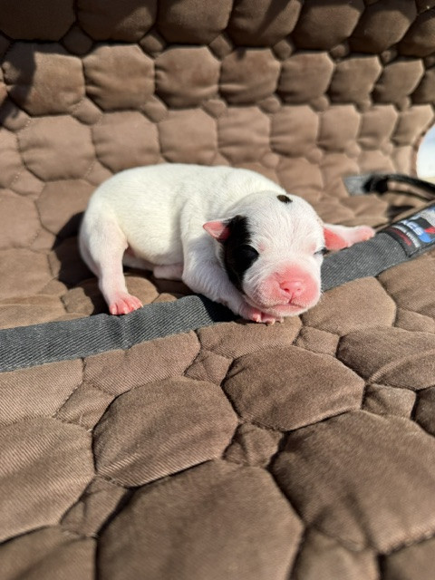 Marvel World Dog - Chiots disponibles - Staffordshire Bull Terrier