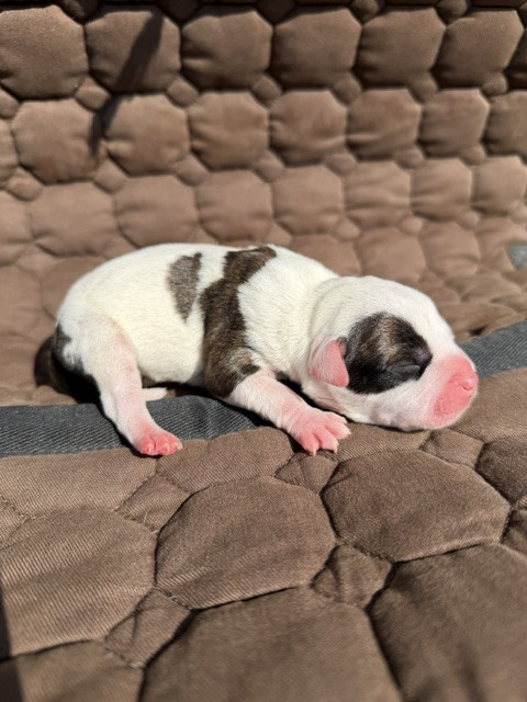 Marvel World Dog - Chiots disponibles - Staffordshire Bull Terrier
