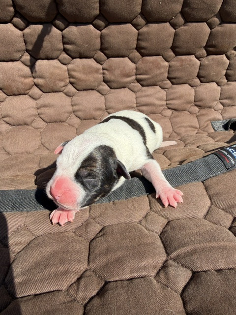 Marvel World Dog - Chiots disponibles - Staffordshire Bull Terrier