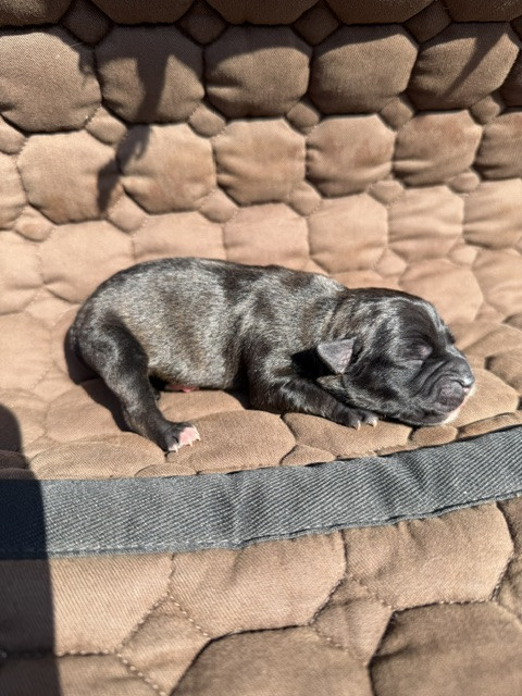 Marvel World Dog - Chiots disponibles - Staffordshire Bull Terrier