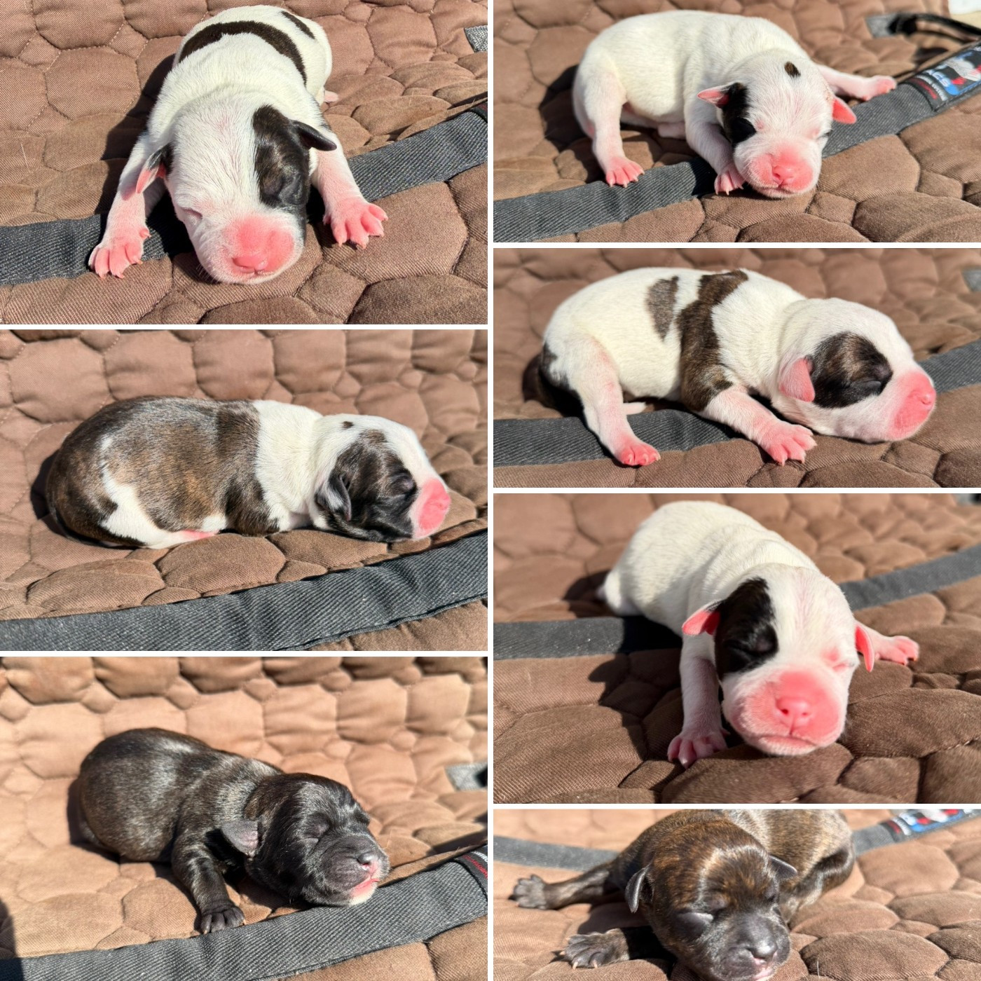 Chiot Staffordshire Bull Terrier Marvel World Dog