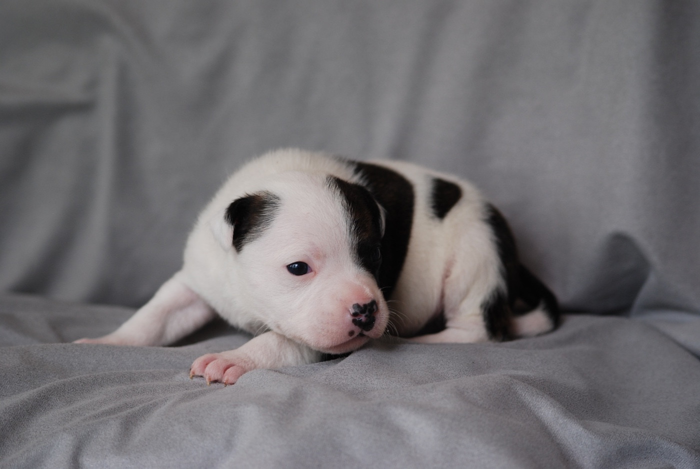 Marvel World Dog - Chiots disponibles - Staffordshire Bull Terrier