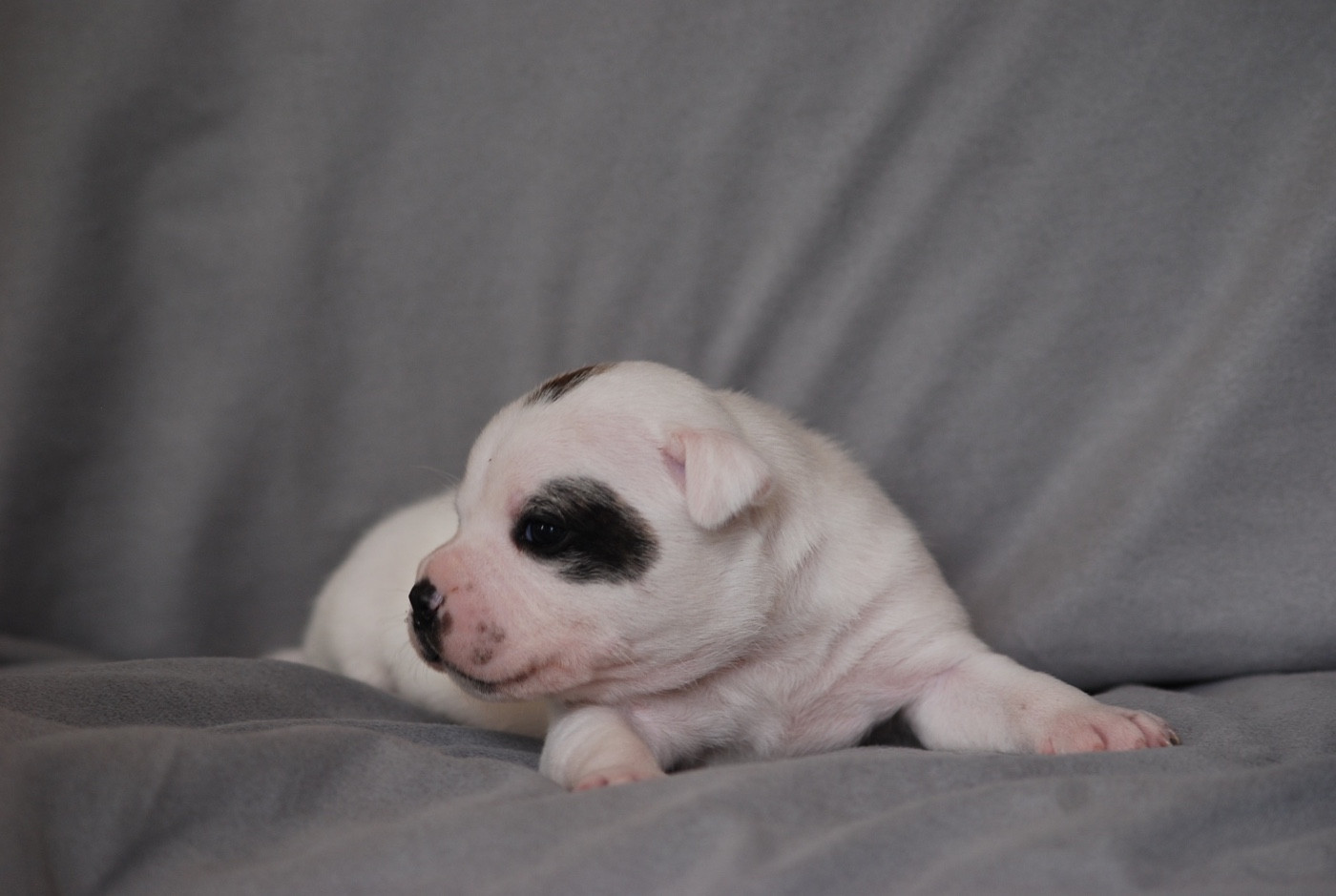 Marvel World Dog - Chiots disponibles - Staffordshire Bull Terrier