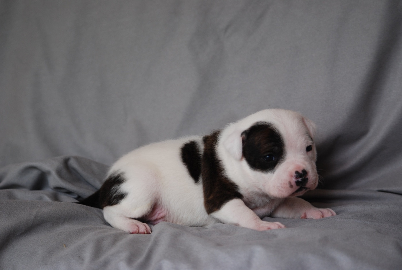 Marvel World Dog - Chiots disponibles - Staffordshire Bull Terrier