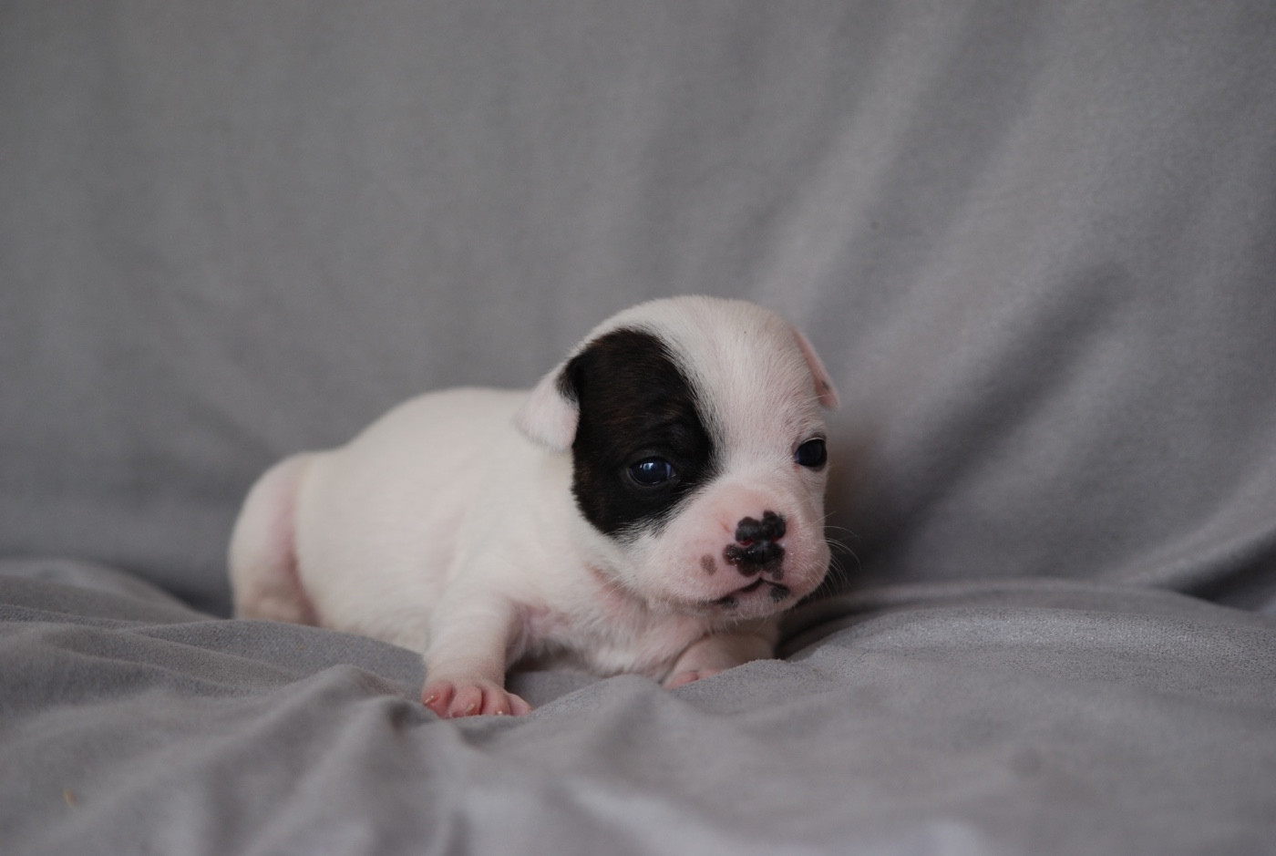 Marvel World Dog - Chiots disponibles - Staffordshire Bull Terrier