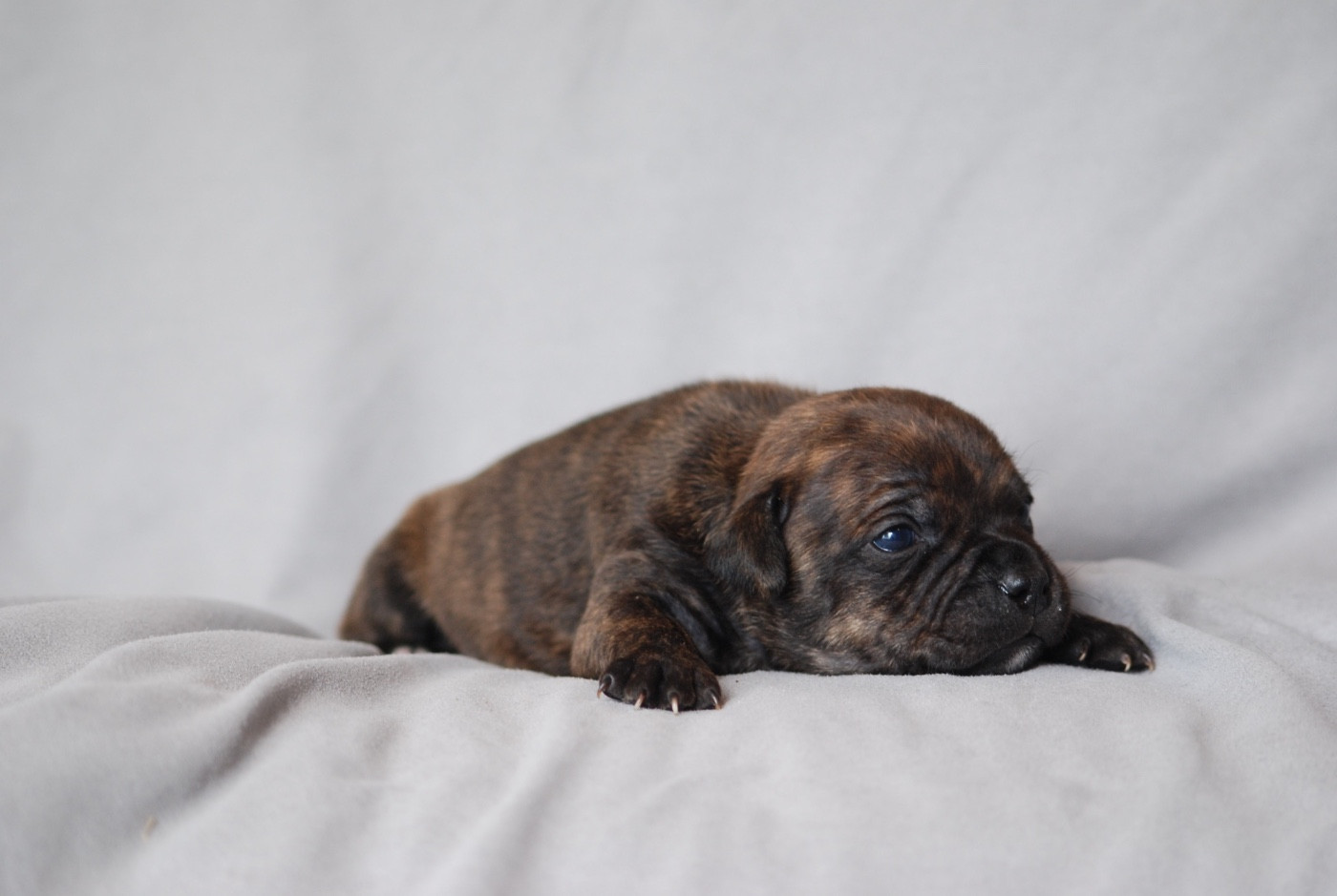 Marvel World Dog - Chiots disponibles - Staffordshire Bull Terrier