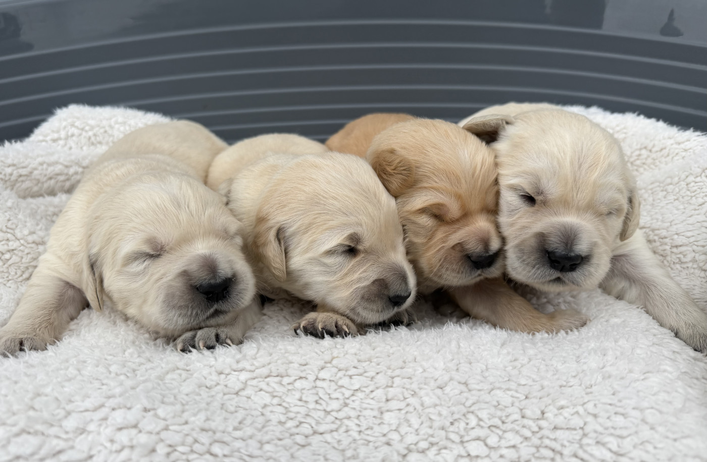 Chiot Golden Retriever Marvel World Dog