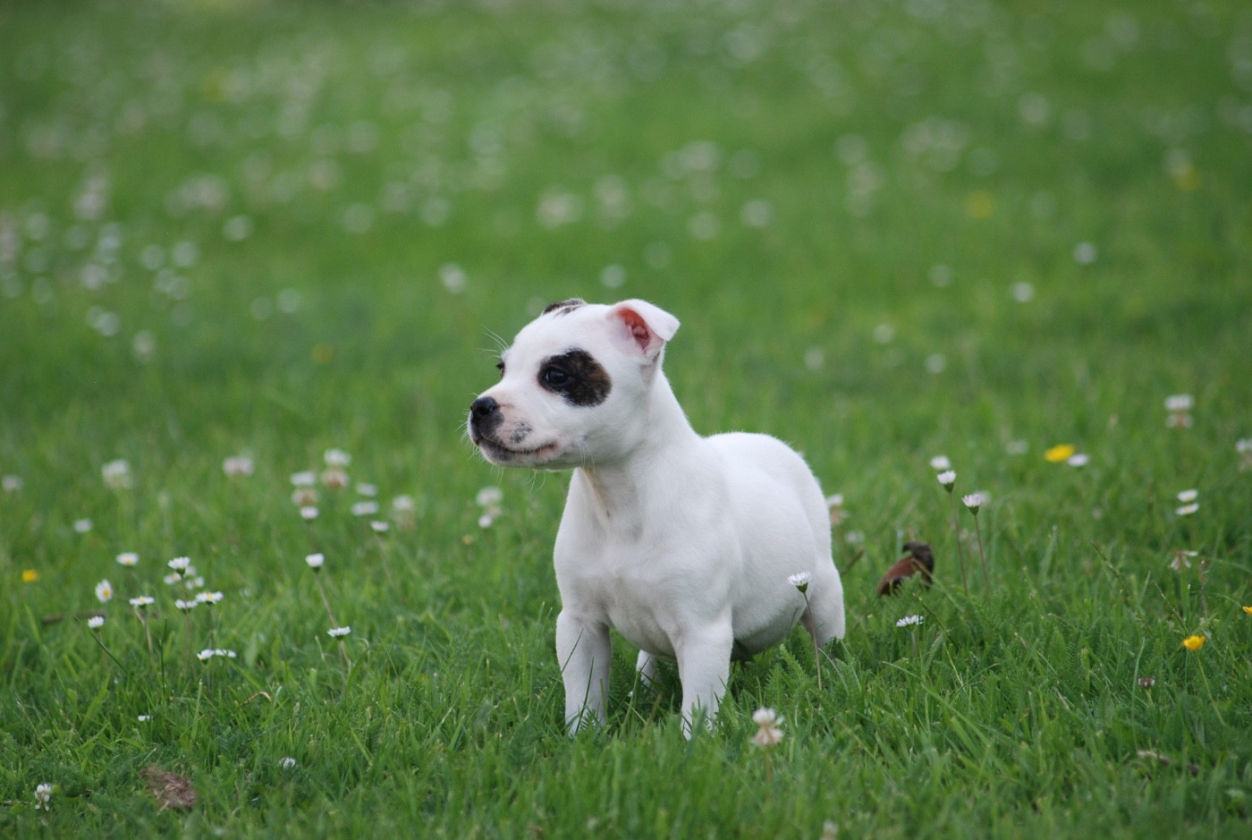 Marvel World Dog - Chiots disponibles - Staffordshire Bull Terrier