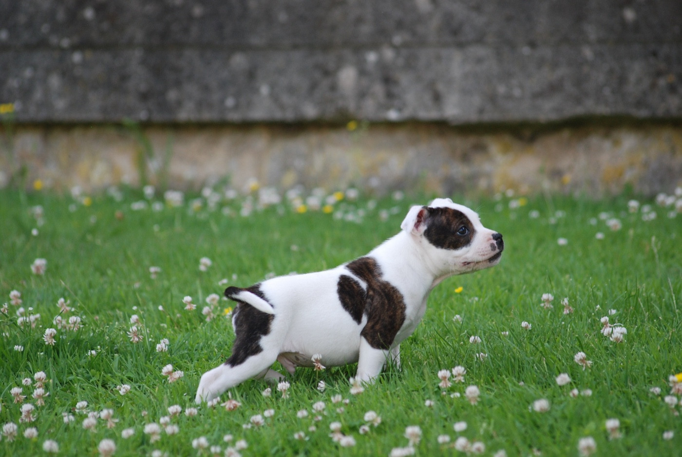 Marvel World Dog - Chiots disponibles - Staffordshire Bull Terrier