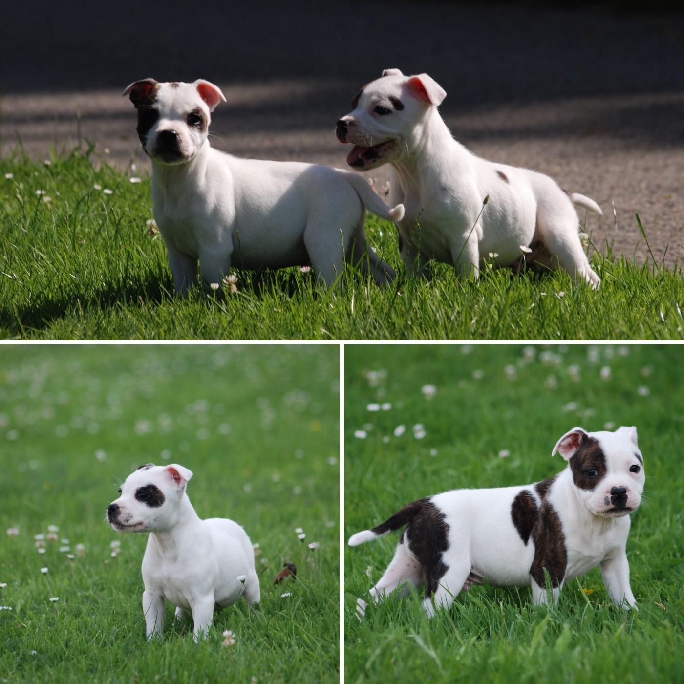 Chiot Staffordshire Bull Terrier Marvel World Dog
