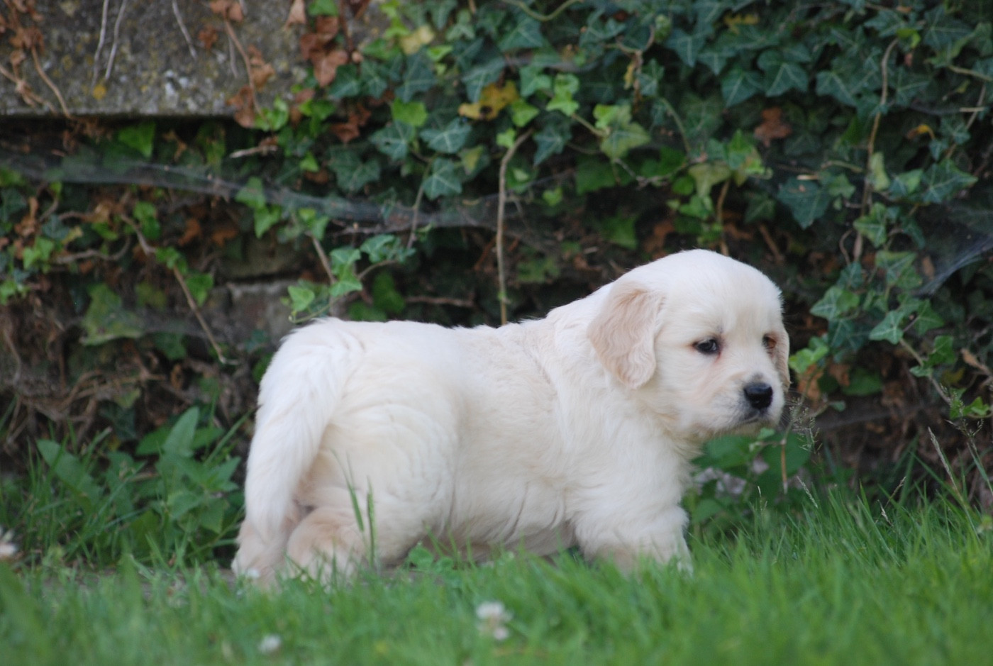 Marvel World Dog - Chiots disponibles - Golden Retriever