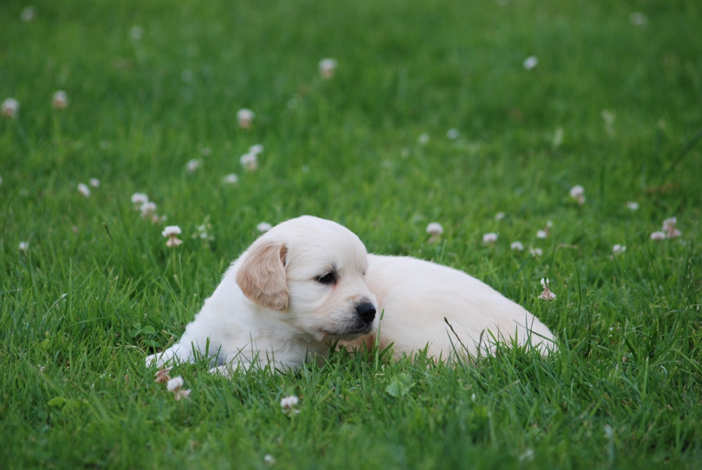Marvel World Dog - Chiots disponibles - Golden Retriever