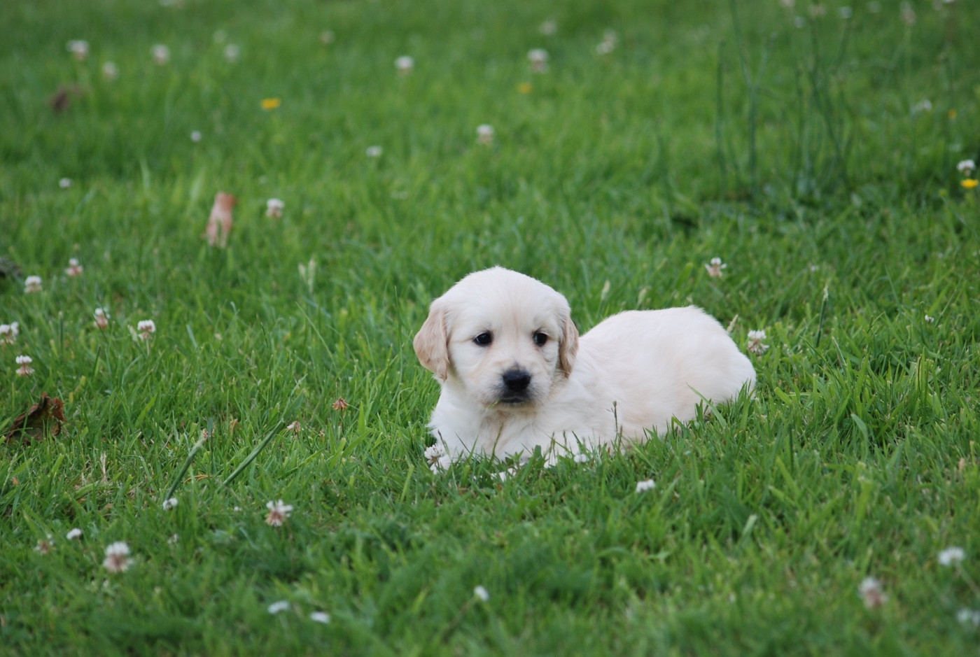 Marvel World Dog - Chiots disponibles - Golden Retriever