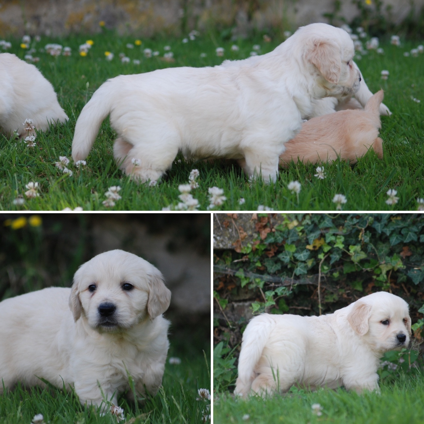 Marvel World Dog - Golden Retriever - Portée née le 20/05/2026