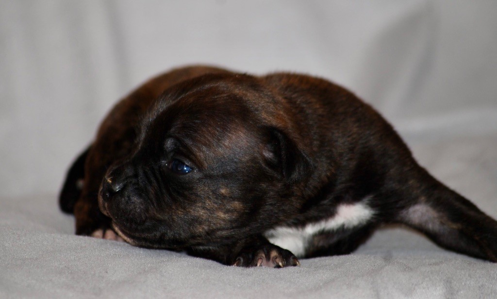 Marvel World Dog - Chiots disponibles - Staffordshire Bull Terrier