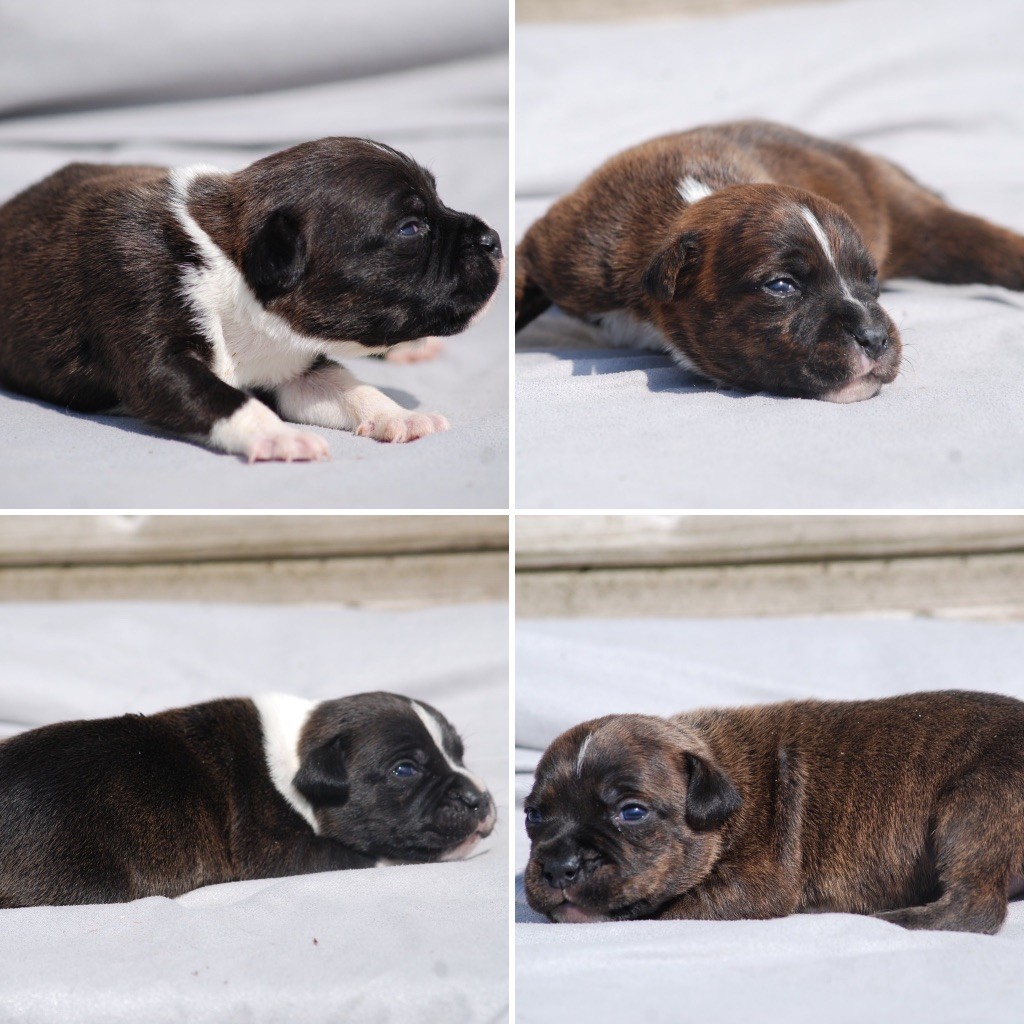 Marvel World Dog - Staffordshire Bull Terrier - Portée née le 05/05/2025