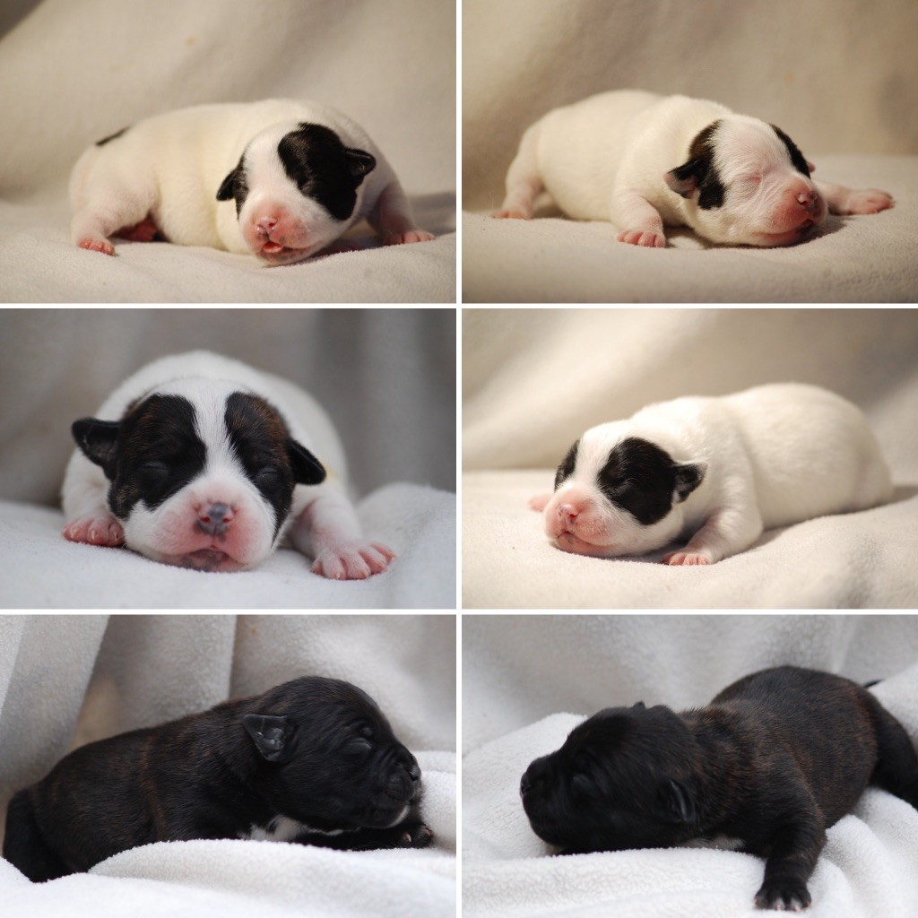 Chiot Staffordshire Bull Terrier Marvel World Dog