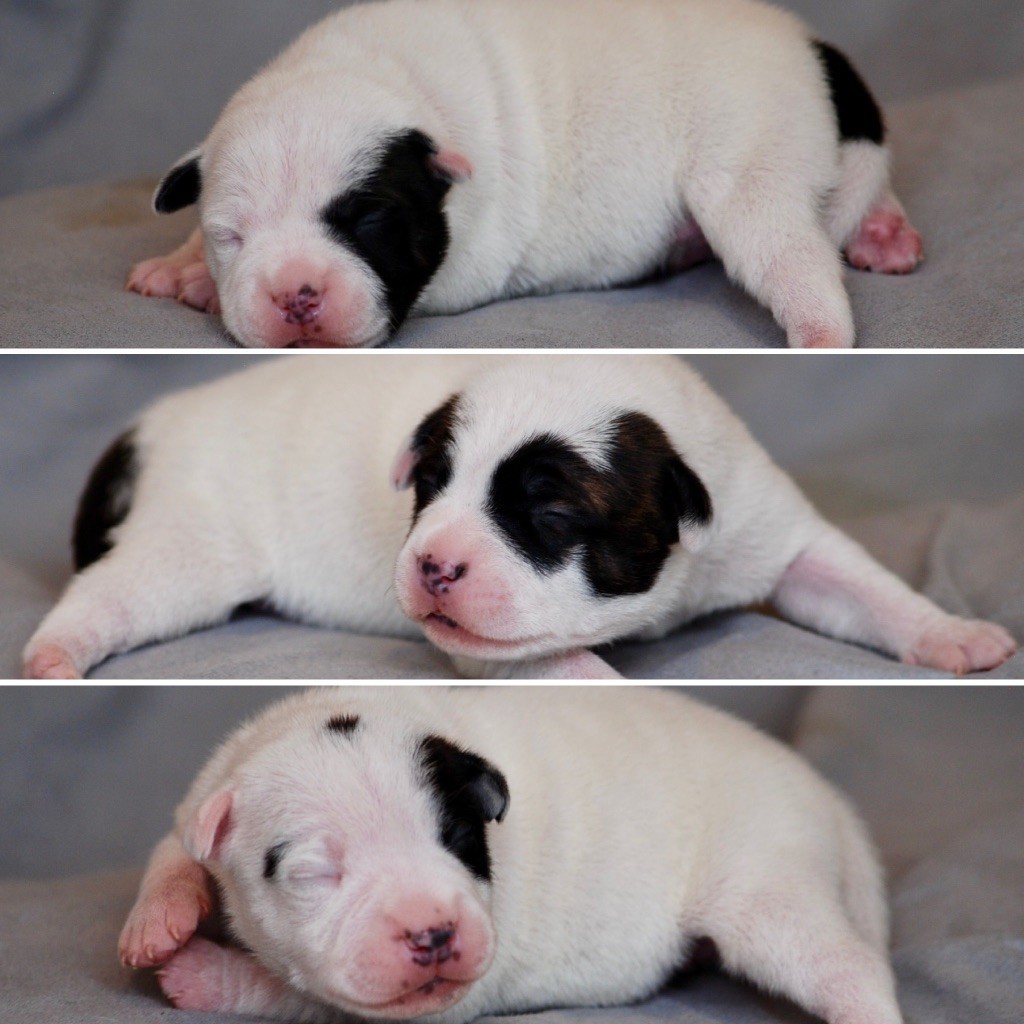 Chiot Staffordshire Bull Terrier Marvel World Dog