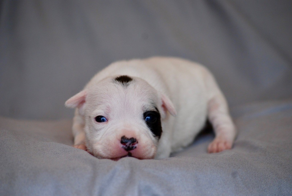 Marvel World Dog - Chiots disponibles - Staffordshire Bull Terrier