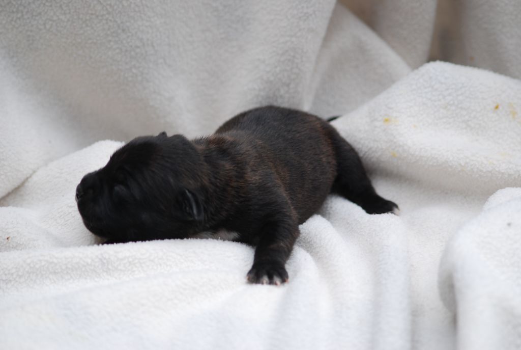 Marvel World Dog - Chiots disponibles - Staffordshire Bull Terrier