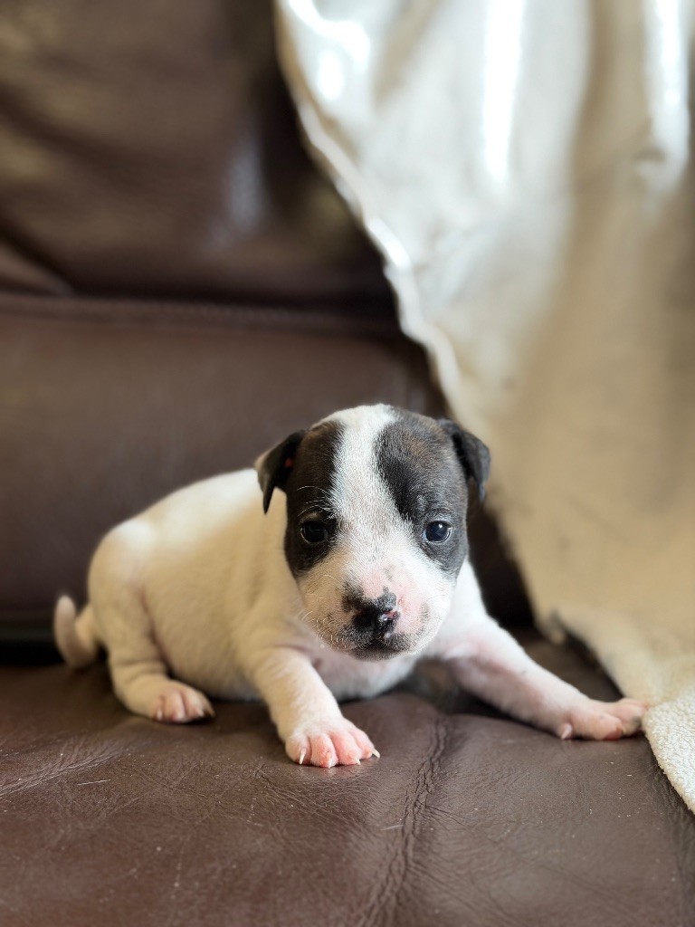 Marvel World Dog - Chiots disponibles - Staffordshire Bull Terrier