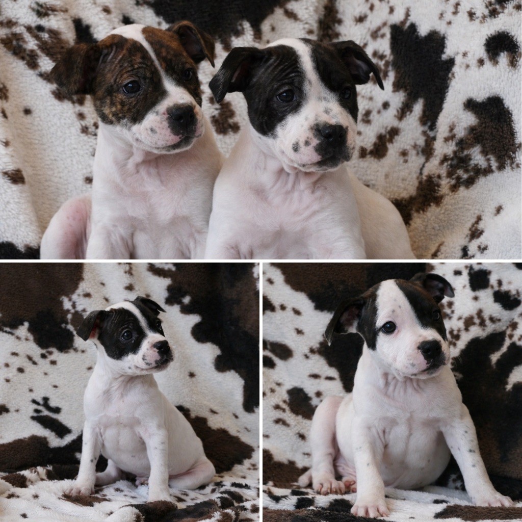 Chiot Staffordshire Bull Terrier Marvel World Dog