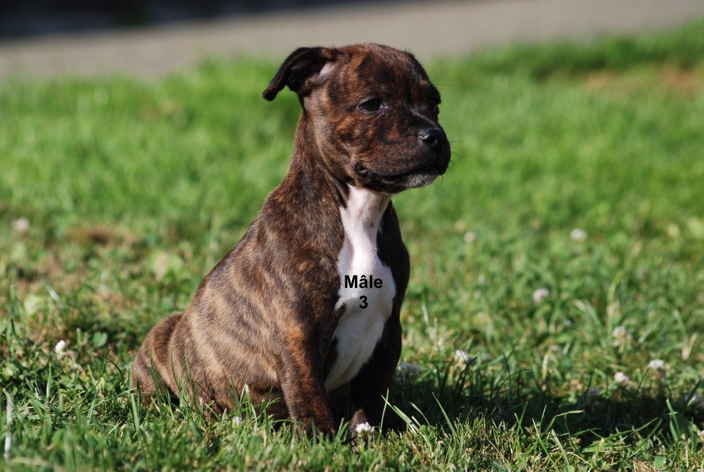 Marvel World Dog - Chiots disponibles - Staffordshire Bull Terrier