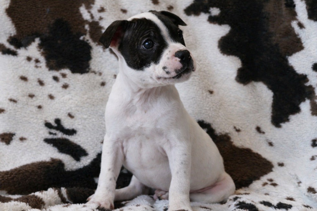 Marvel World Dog - Chiots disponibles - Staffordshire Bull Terrier