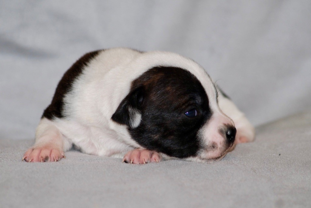 Marvel World Dog - Chiots disponibles - Staffordshire Bull Terrier