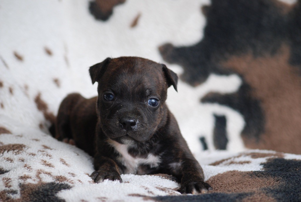 Marvel World Dog - Chiots disponibles - Staffordshire Bull Terrier