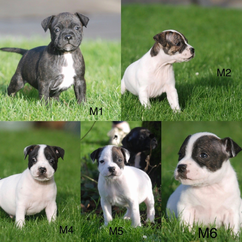 Marvel World Dog - Staffordshire Bull Terrier - Portée née le 07/11/2025