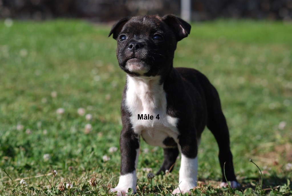 Marvel World Dog - Chiots disponibles - Staffordshire Bull Terrier