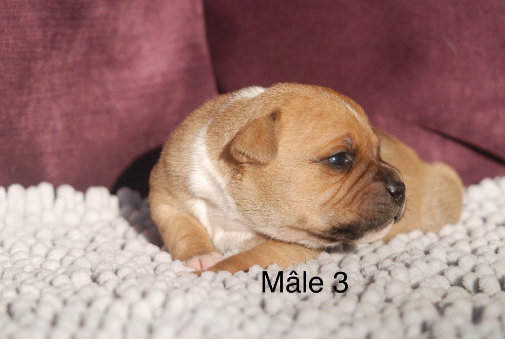 Marvel World Dog - Chiots disponibles - Staffordshire Bull Terrier