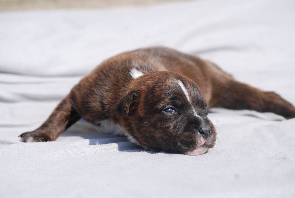 Marvel World Dog - Chiots disponibles - Staffordshire Bull Terrier